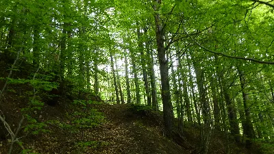 bosque de hayas