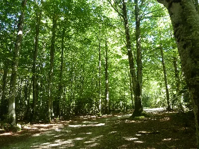 Mata de Hayako basoa/Bosque en Mata de Haya