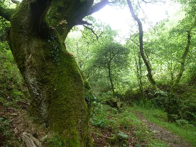 Naturaren indarra